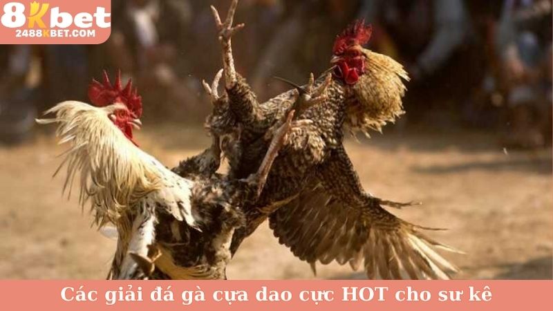 Các giải đá gà cựa dao cực HOT cho sư kê