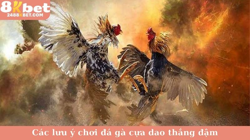 Các lưu ý chơi đá gà cựa dao thắng đậm