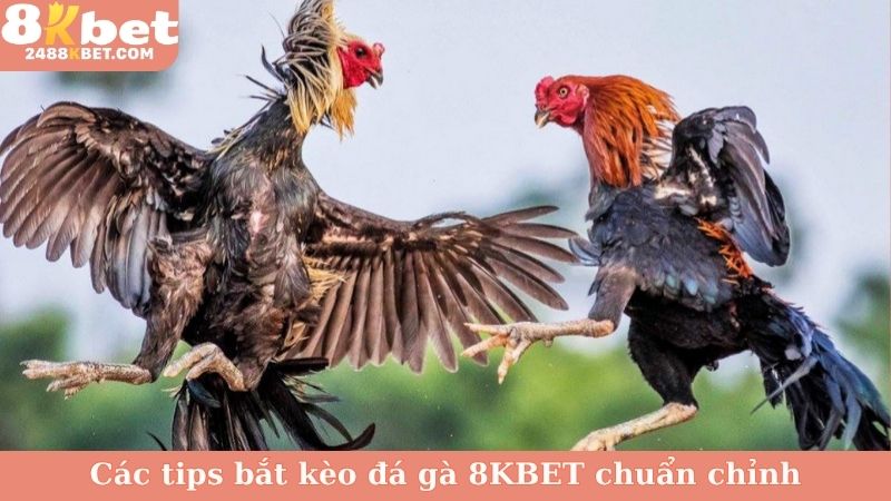 Các tips bắt kèo đá gà 8KBET chuẩn chỉnh