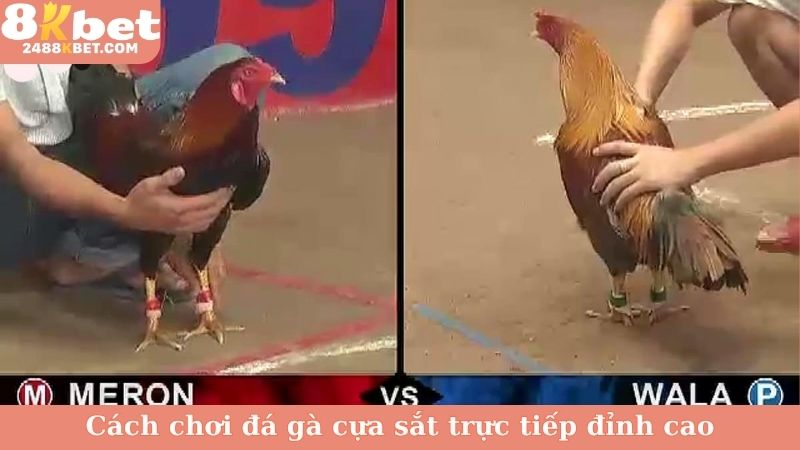 Cách chơi đá gà cựa sắt trực tiếp đỉnh cao
