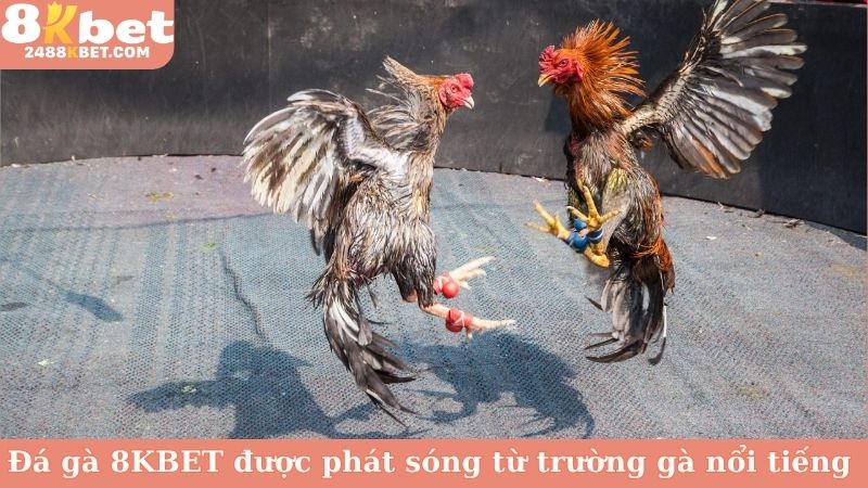 Đá gà 8KBET được phát sóng từ nhiều trường gà nổi tiếng 