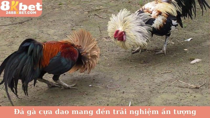 Đá gà cựa dao mang đến trải nghiệm ấn tượng