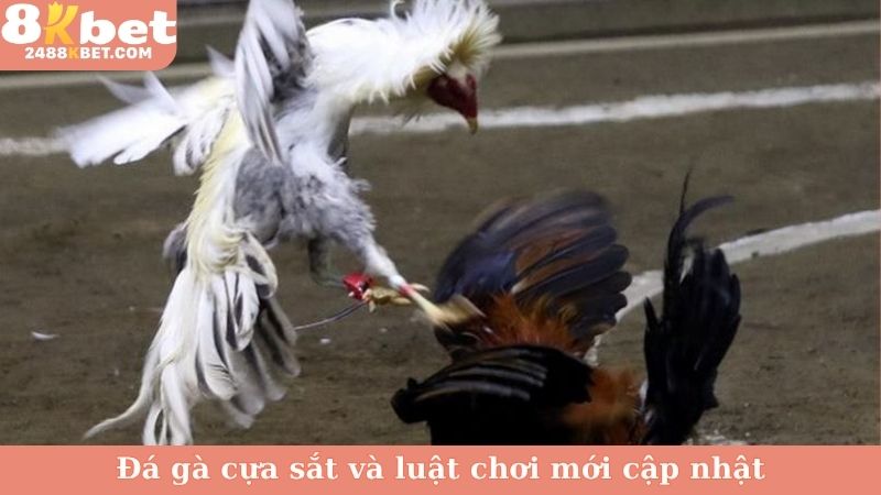 Đá gà cựa sắt và luật chơi mới cập nhật