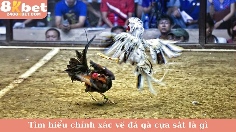 Tìm hiểu chính xác về đá gà cựa sắt là gì