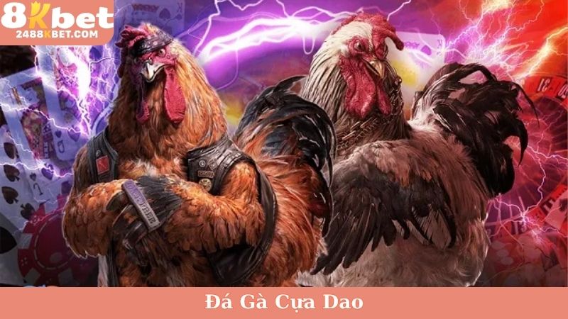 Đá gà cựa dao