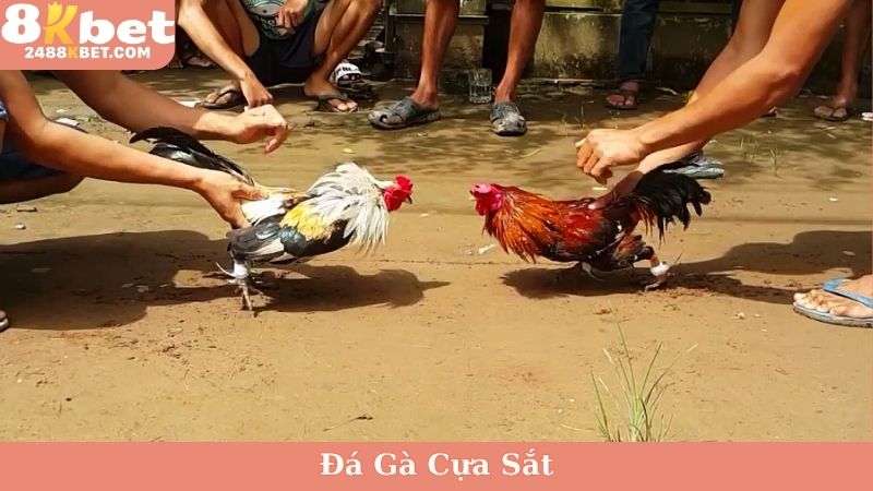 Đá gà cựa sắt